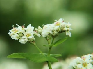 そばの花・白