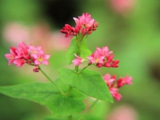 そばの花・赤