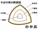 そばの実の断面図